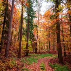 Inner compass guided meditation 5min