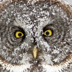 Owl City Band Audition