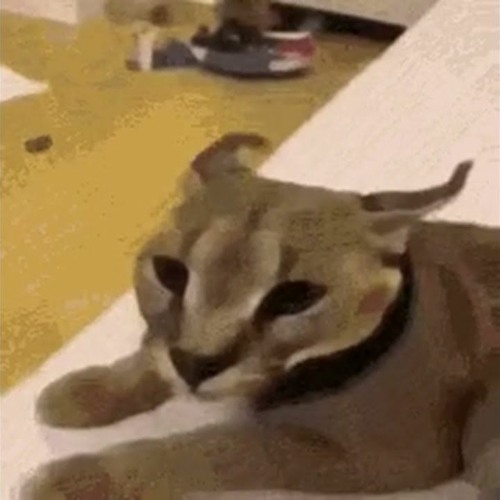 Фото кота белуга мем