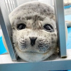 (INSTRUMENTAL) I want things to be beautiful - Devi McCallion