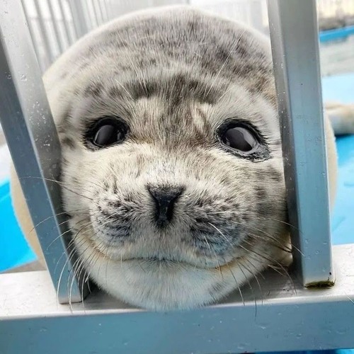 (INSTRUMENTAL) I want things to be beautiful - Devi McCallion