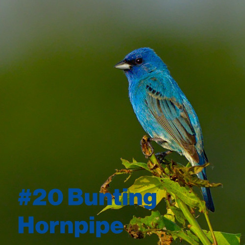 #20 Bunting Hornpipe