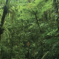 Jungle mix
