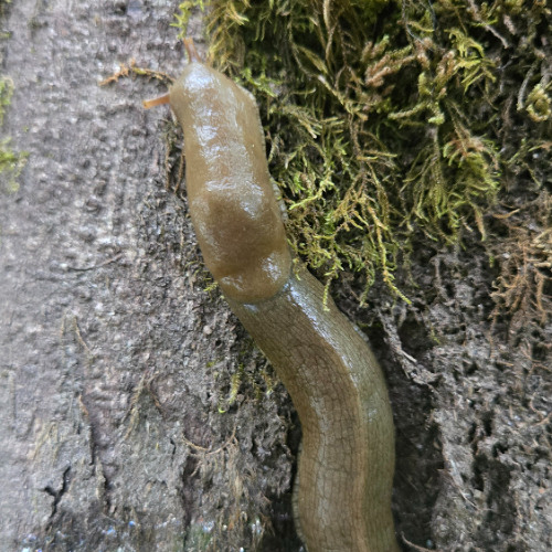 seaslugs