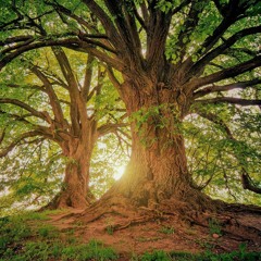 Murmur Of The Trees (Free Download)