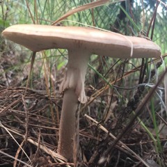 Ethereal Earth [FruityAlfred Records]