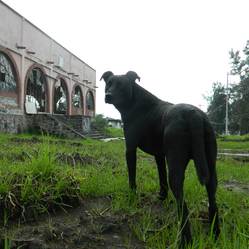 telapón