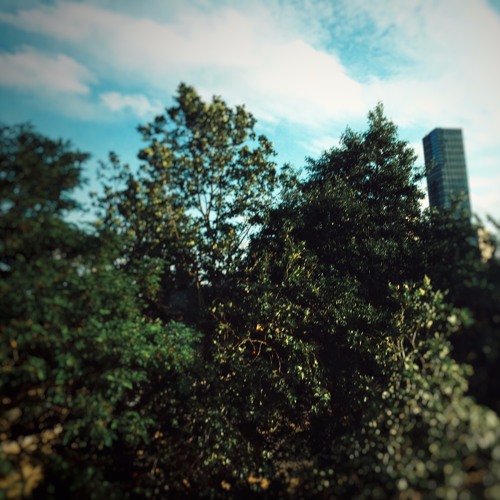 Pine Trees and Palm Breaches (Loop Week D Major)