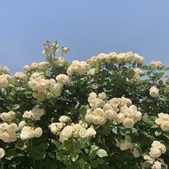 愛