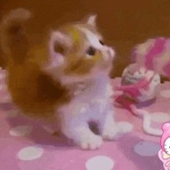 go kitty go[1 hour] (sped up)