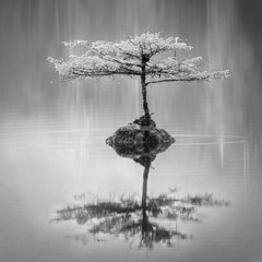 Misty Day