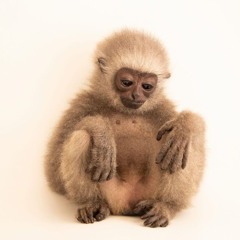 ocelot - everyday is the same instrumental prod me n ocelot