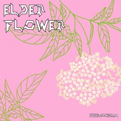 Elder Flower