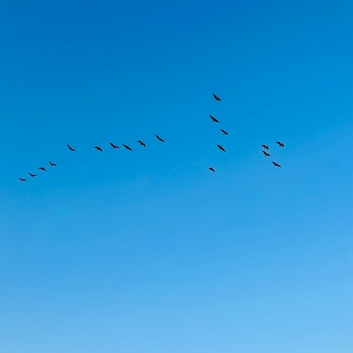 하갈리_두루미 아침 20231129 0717 기온 -4도 / 풍속 1m/s