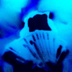 blue  (prod warheart)