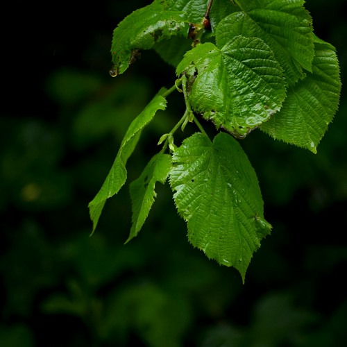 Calm Rain In The Forest