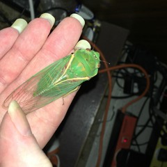 sakitto menda - christmas cicadas (sa-1 mutitimbral hold)