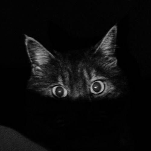 cat´s nightmare