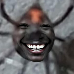 spiders