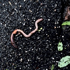 Worms Only Wiggle To Be Free (Sad Ukulele Folk/Trap)