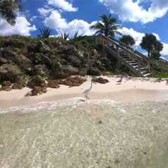 Best Point Of Rocks Snorkeling Siesta Key Prices Reviews