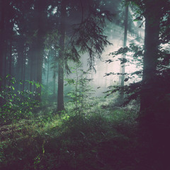 Forest Clearing