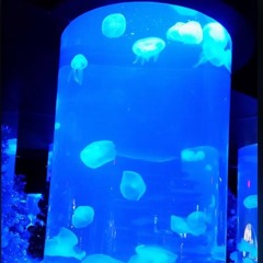 Float◾️▫️◾️▫️◾️▫️◾️▫️◾️▫️