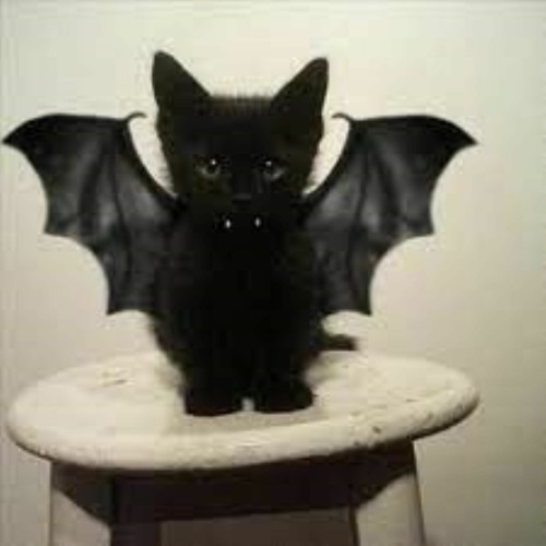 go kitty go!