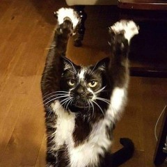 meowlak