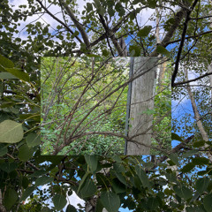 nonstop greenery, endless heights (EP Mix)