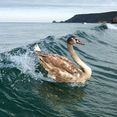 Swan Groovy Tech House (Wilswanya)(2024-07-04)