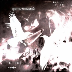 Цветы+Снимай