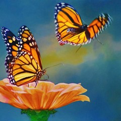 Butterflies [No Vox]