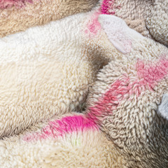 NPCs Making Hot Dinner