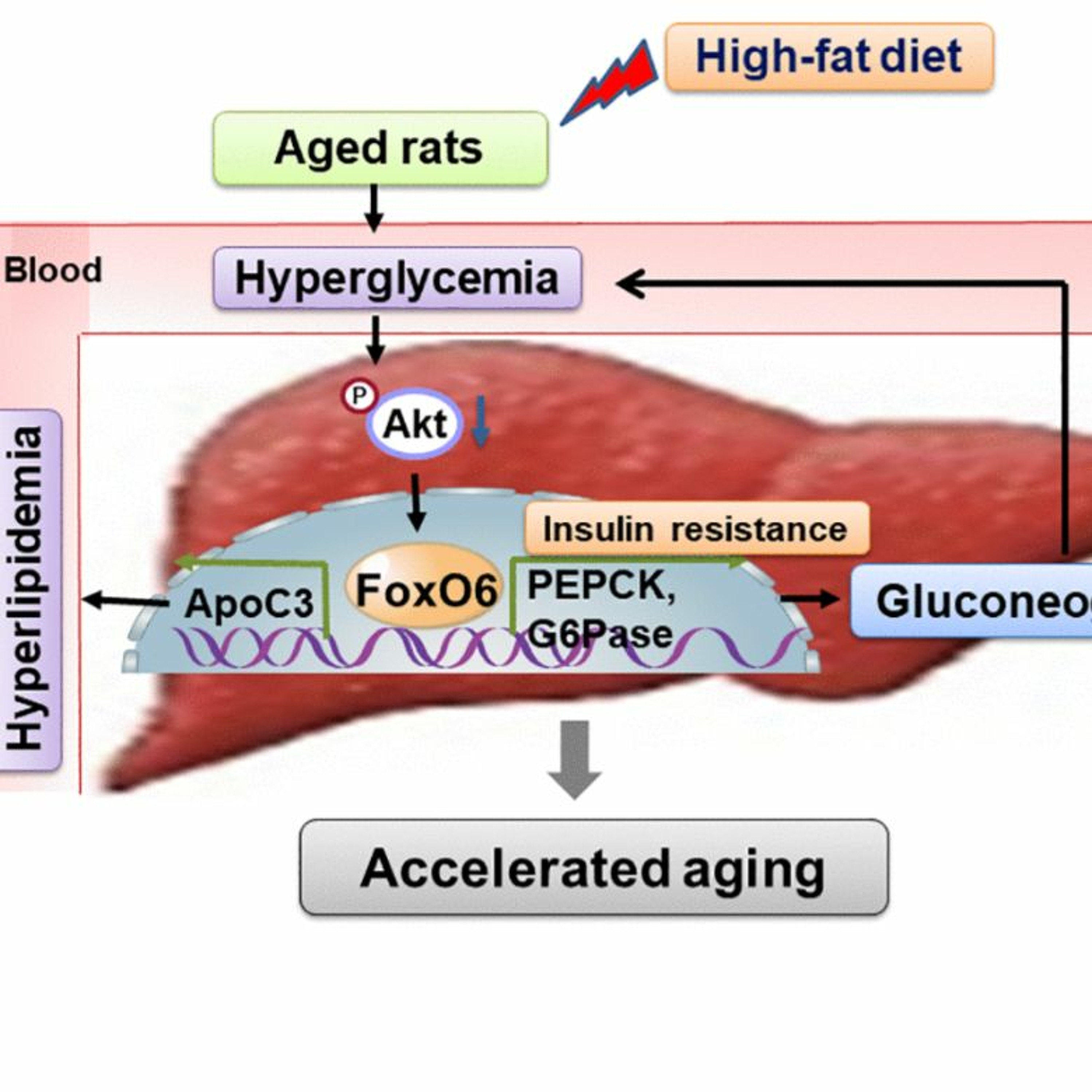 Aging-US