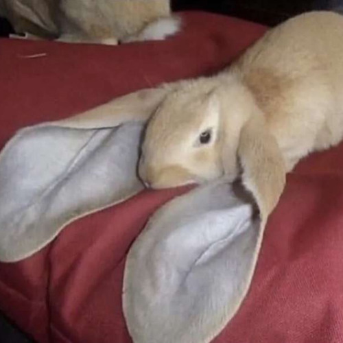 SQUARE 4 (Rewind Riddim)