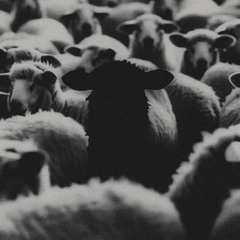 BLACK SHEEP
