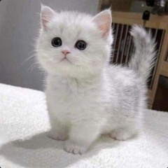miniature