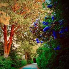 Lush Passage - A Tribute to Jean Caillou