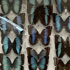 .. .   .... ..cry.. . ....   . (flip).mp3