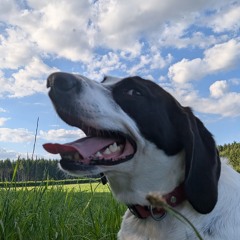 Ritoon la comédIA musicale - Mais qui s'brr