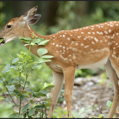 The impact of high herbivory presentation