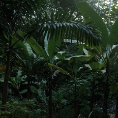 Brain Dead (Snippet)