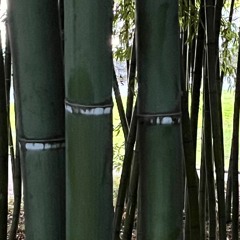 Sankyoku (Music for three) - Live in Athen