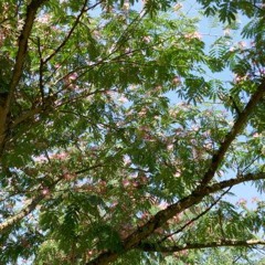 Jardins Vivants 201103 Permaculture1