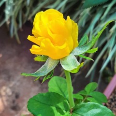 11.12.2022 - DOMINGO - Cap. V - Bem Aventurados os Aflitos - Causas Anteriores das Aflições