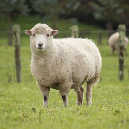 SHEEP (mix)