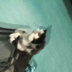 Exotica - Pablo Chill - E Ft La Zowi (VCHO REMIX)