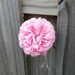 samples of the local vintage