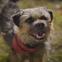 Episode #187 - Strays